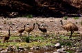 Emus in Parachilna Gorge Royalty Free Stock Photo
