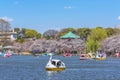 Family enjoying swan boat and cherry blossoms in the Shinobazu pond of Ueno. Royalty Free Stock Photo