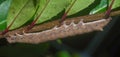 Family Erebidae Zale moth aka one of the inchworms