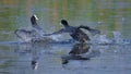 Family Eurasian common coot bird natural nature wallpaper