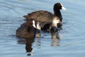 The family of Eurasian Coot