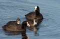 The family of Eurasian Coot