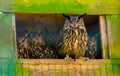 Family of eurasian eagle owls together, popular bird specie form Eurasia