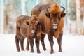 Family of European bison in a snowy forest