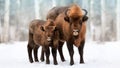 Family of European bison in a snowy forest. Natural winter christmas image Royalty Free Stock Photo