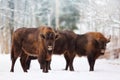 Family of European bison in a snowy forest. Natural winter christmas image