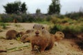 Family European ground squirrel