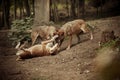 Family of European wolves in summer forest playing games