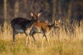 Family of fallow deer walking on field in autumn nature