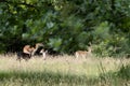 Family of Fallow Deer in woodland in East Grinstead