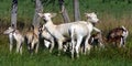 A Family of Fallow Deer in an Open Field Royalty Free Stock Photo