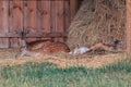 Family of fallow deer sleeps by a haystack on a deer farm