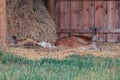 A family of fallow deer sleeps by a haystack on a farm