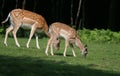 Family of Fallow Deers in forest Royalty Free Stock Photo