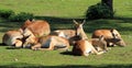 Family of fallow deers in forest