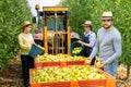 Family of farmers harvests apples on their plantation