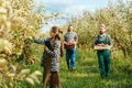 family of farmers picking apples in the orchard, young woman and two men in the background. Royalty Free Stock Photo