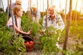 Family farmers working in garden