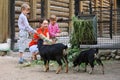 Family feed with mountain goats branches Royalty Free Stock Photo