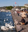 Family Feeding Birds in Geneva Royalty Free Stock Photo