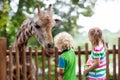 Kids feed giraffe at zoo. Children at safari park Royalty Free Stock Photo