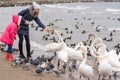 Family feeding white swans on sea coast in winter Royalty Free Stock Photo