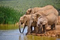 Family of five african elephant drinking Royalty Free Stock Photo