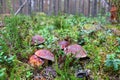 Family of five white pine forest mushrooms