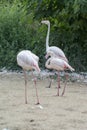 Family flamingo dad mom and baby. Flamingo family in nature. Royalty Free Stock Photo