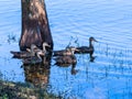 Family of Florida Ducks Reflecting in a Pond Royalty Free Stock Photo