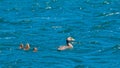 Family of flying-steamer ducks swimming in Chile