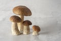 Family of forest mushrooms Cep mushroom, Boletus, Borovik on the concrete kitchen table.