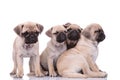 Family of four adorable pugs looking to side on white background