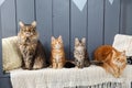 Family of four Maine Coon cat - mother, father and children - sitting or laying down in straight row. Against the Royalty Free Stock Photo