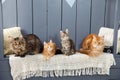 Family of four Maine Coon cat sitting or laying down in straight row, looking above camera side ways. Against the Royalty Free Stock Photo