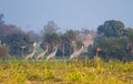 Family of four Sarus cranes Royalty Free Stock Photo