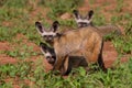 Family of foxes Royalty Free Stock Photo