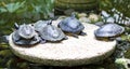 Family of fresh-water turtles relaxing on the stone over the pond