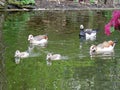 London: Geese families Royalty Free Stock Photo