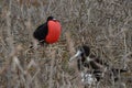 Family of Frigate Bird from Galapagos Royalty Free Stock Photo