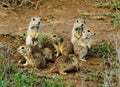 A family of frightened gophers