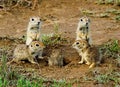 A family of frightened gophers