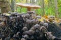 Family of fungi Coprinellus disseminatus. Gray small mushrooms growing in a large group in Europe and Asia