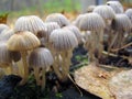 Family of fungi Coprinellus disseminatus. Grows in large crowded groups on large trees. Very small mushroom growing in large