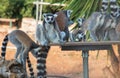 A family of funny lemurs are playing, one of them is sitting thoghtfully