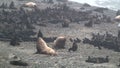 Family of fur seal eared Otariidae with sound.