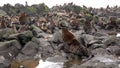 Family of fur seal eared Otariidae with sound.