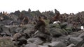 Family of fur seal eared Otariidae with sound.