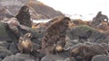 Family of fur seal eared Otariidae with sound.