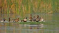 Family of gadwall duck natural nature wallpaper India Royalty Free Stock Photo